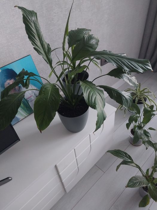 Продам комнатные цветы