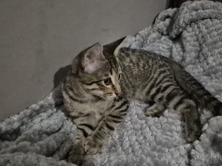 Котёнок мальчик+лоток в подарок