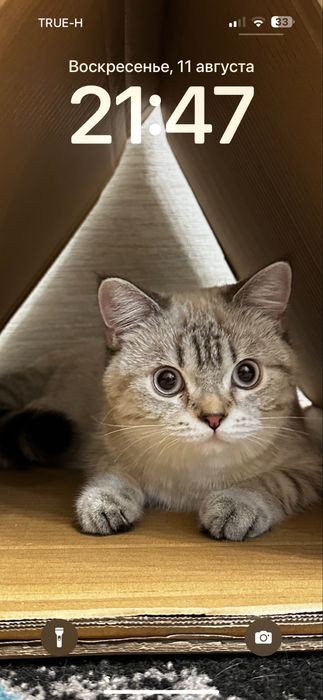 Отдам породистую кошечку