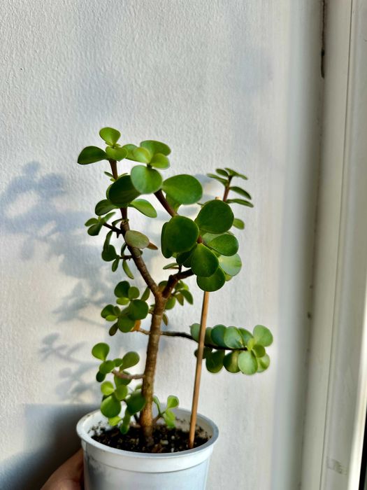 Портулакария афра