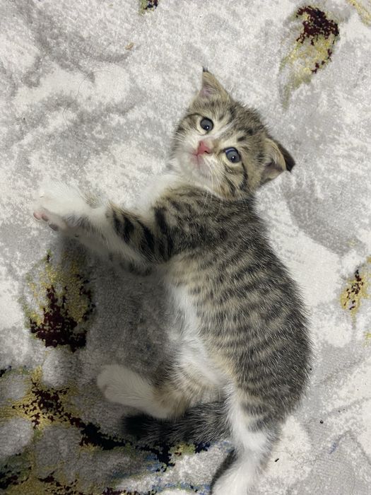 Scottish fold vs scottish staight