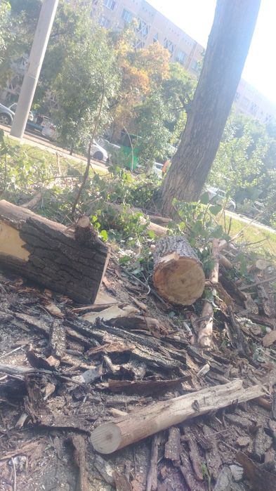 Пилим деревья санитарная обрезка