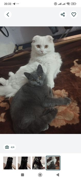Скоттиш фольд от правильной вязки