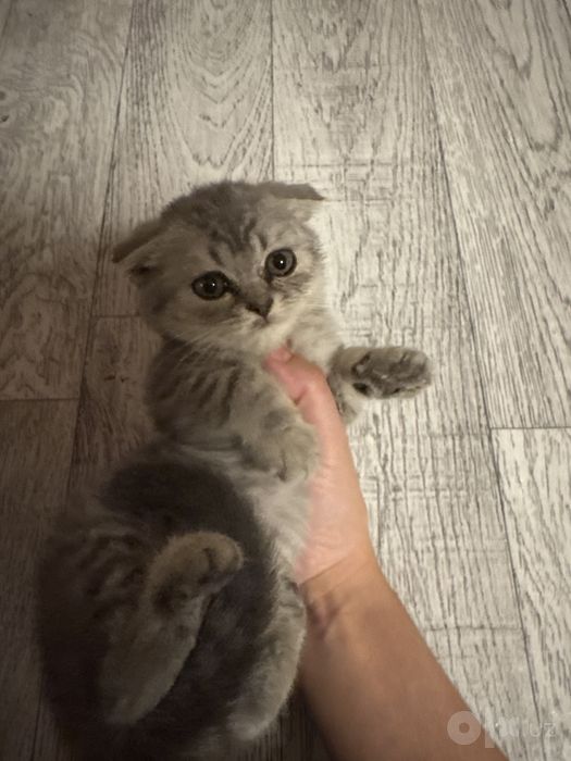 серибристая шиншила