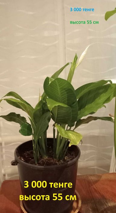 Цветы комнатные.