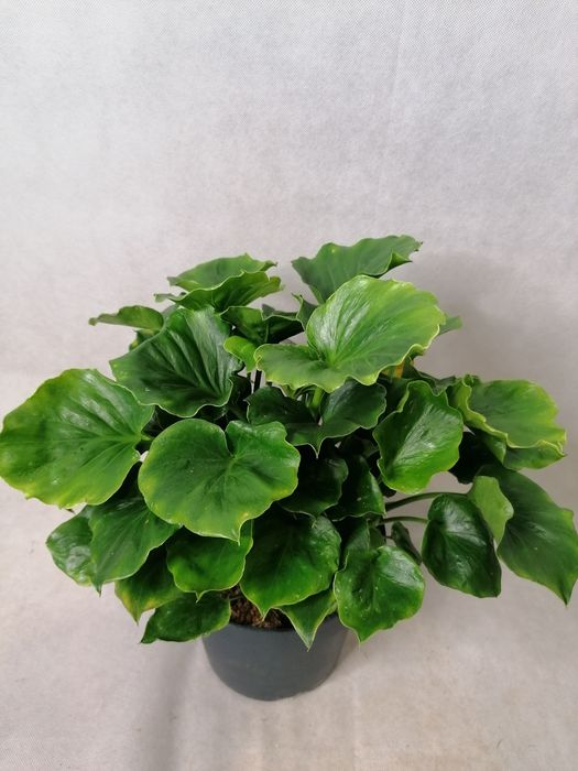 Стайни зелени цветя