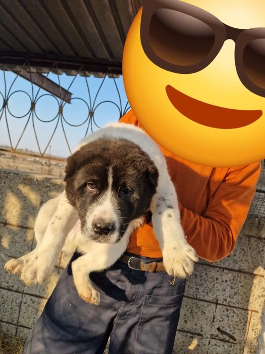 Продам щенка алабай