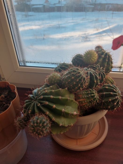 Комнатные растения