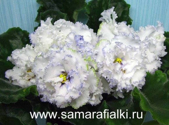 Продаются взрослые цветущие фиалки , а также детки