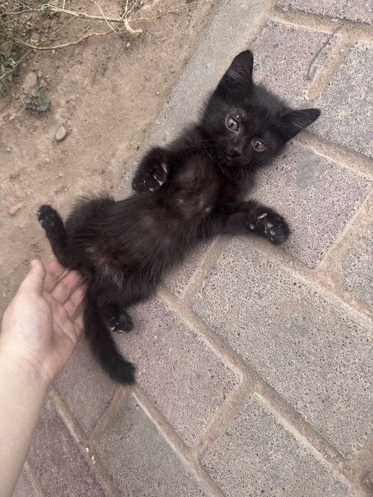 Кошка девочка маленькая