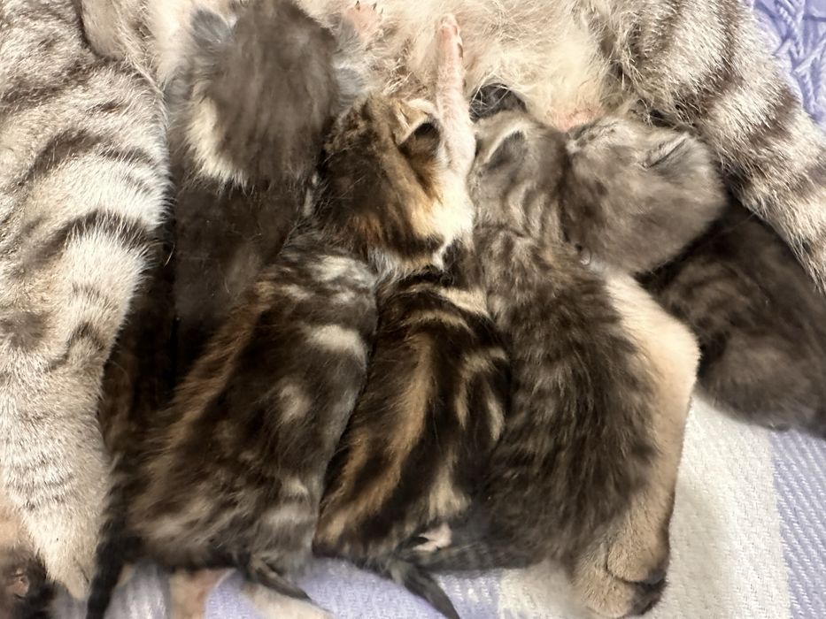 котята малерькие