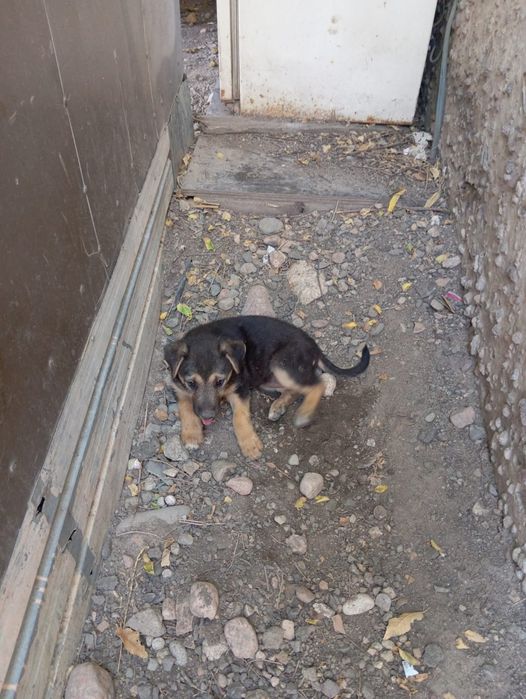 Отличные сторожевой щенки