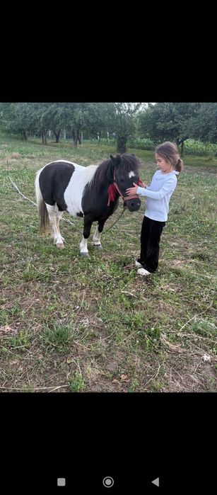 Vând poneită gestantă foarte cuminte