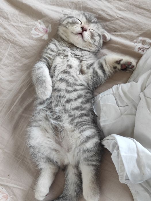 Вислоухий котенок девочка