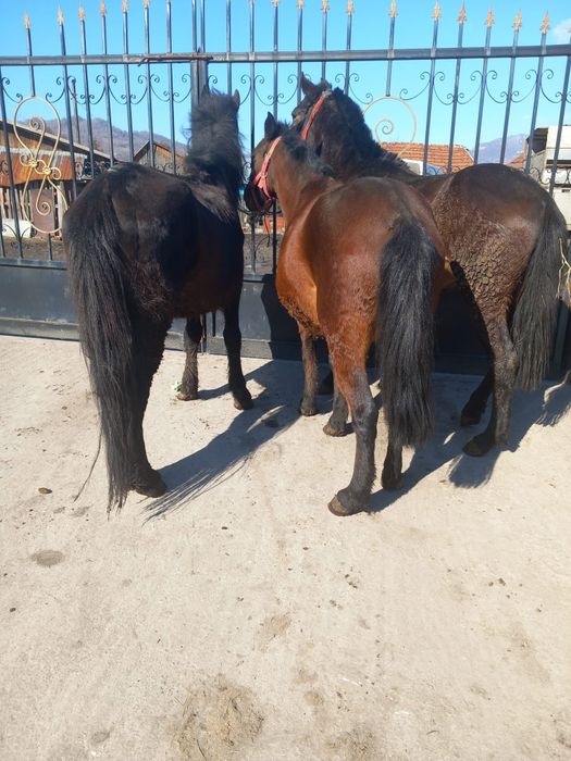 vând un cârlan o mânză și un cal