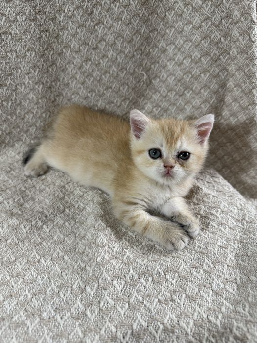 Котята британские Шиншиллы