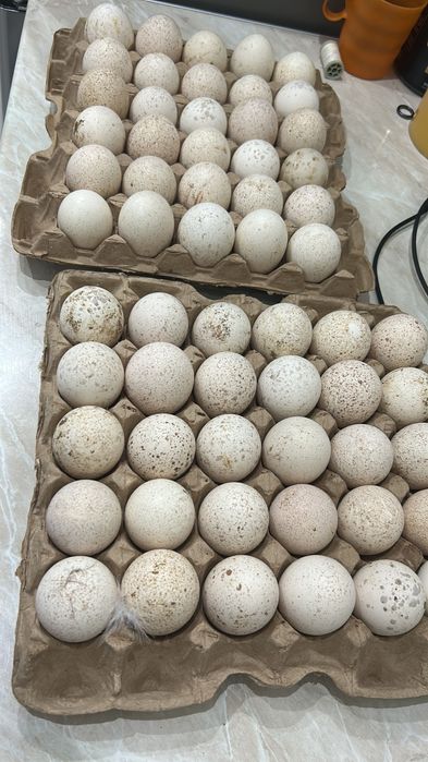 Яйца Гуся и яйца индюка