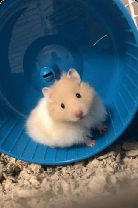 Hamsteri/pui de hamsteri/accesorii