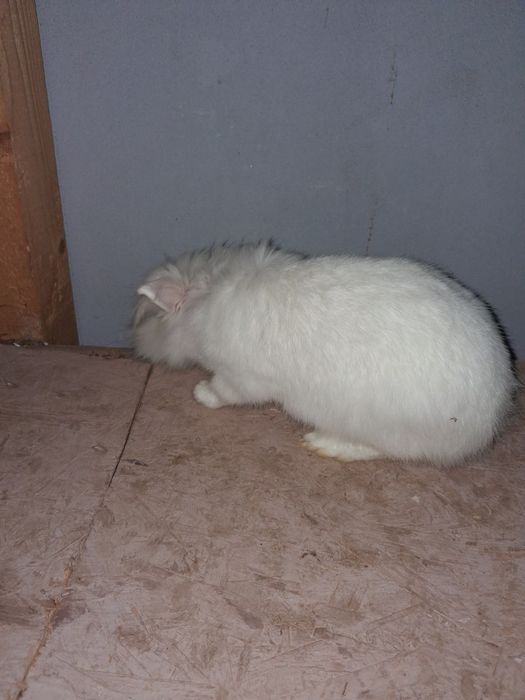 Cap de leu pitic femela gestanta