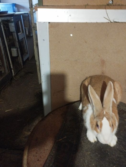 Iepuri hycole francez masculii