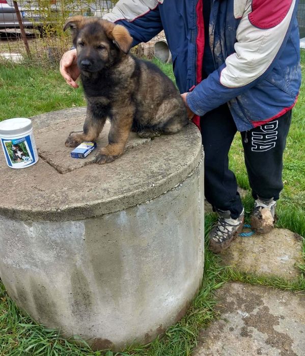 Ciobănesc german linie  de lucru 2 luni