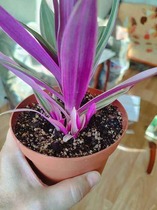 Продам комнатные цветы