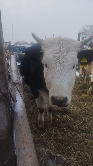 КРС. Первотелка стальная.