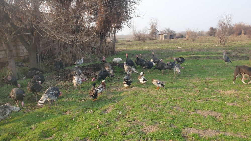 Kurkalar sotiladi  sesarkalar ham bor