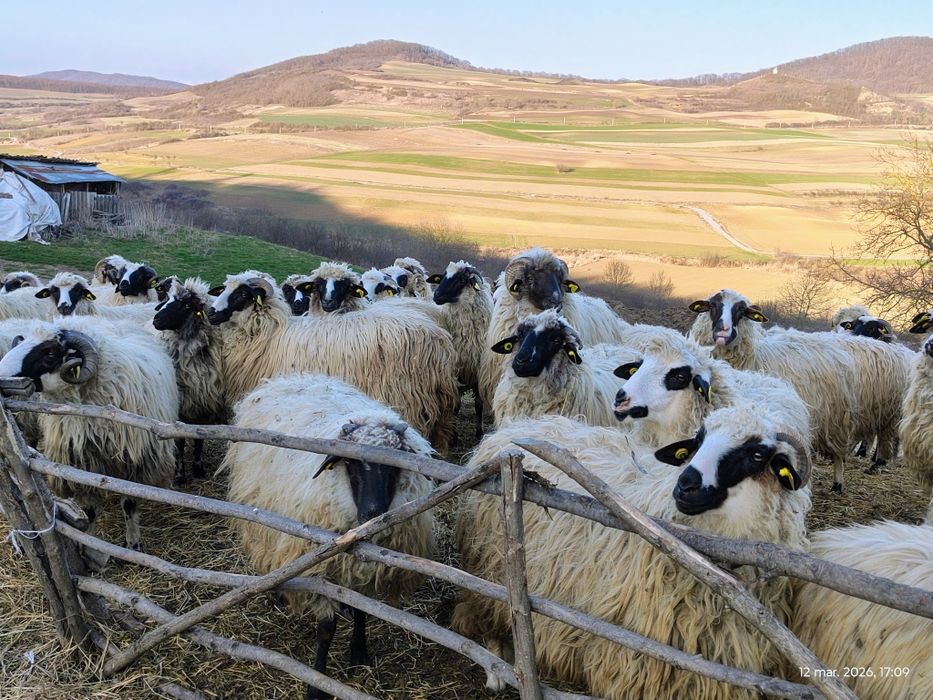 Oi , cârlani 50 bucăți