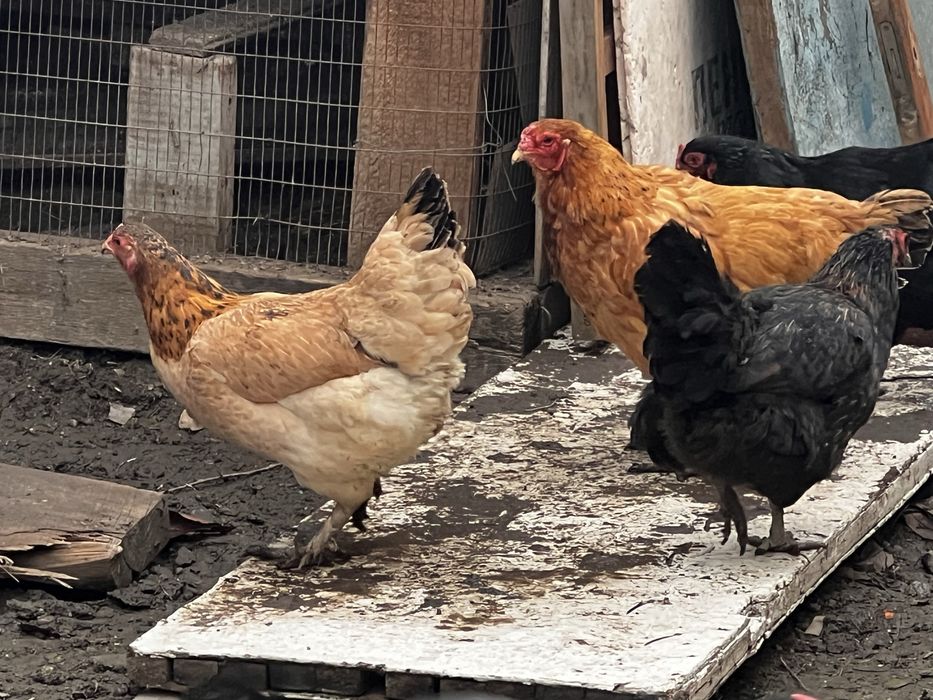 Домашние куры домашние