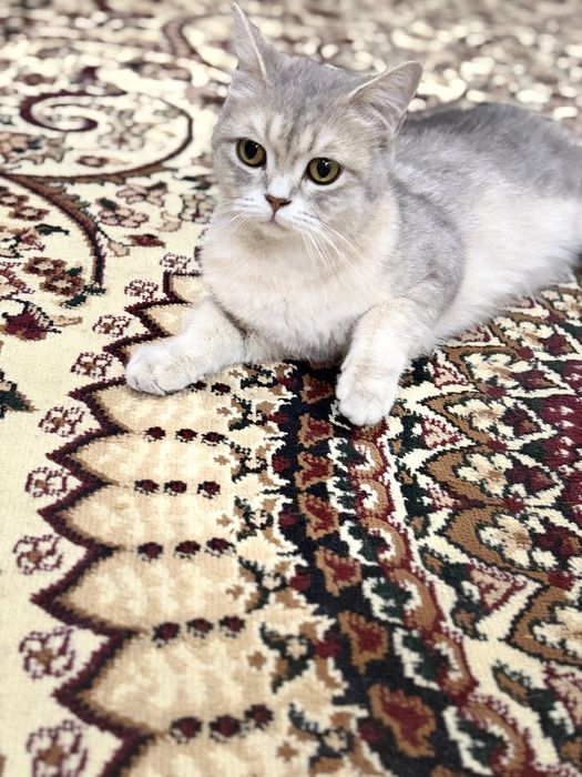 Британска Шиншилла