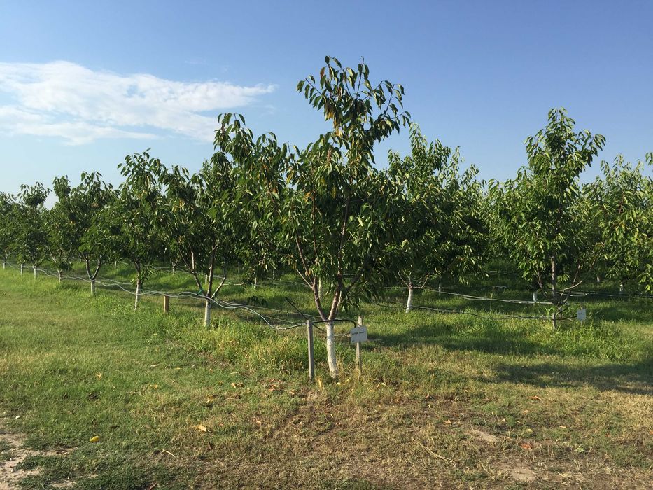 Продава се Земеделски имот в с. Ново село, Област Пловдив -  кв.м за 2010 €/дка - Снимка #2