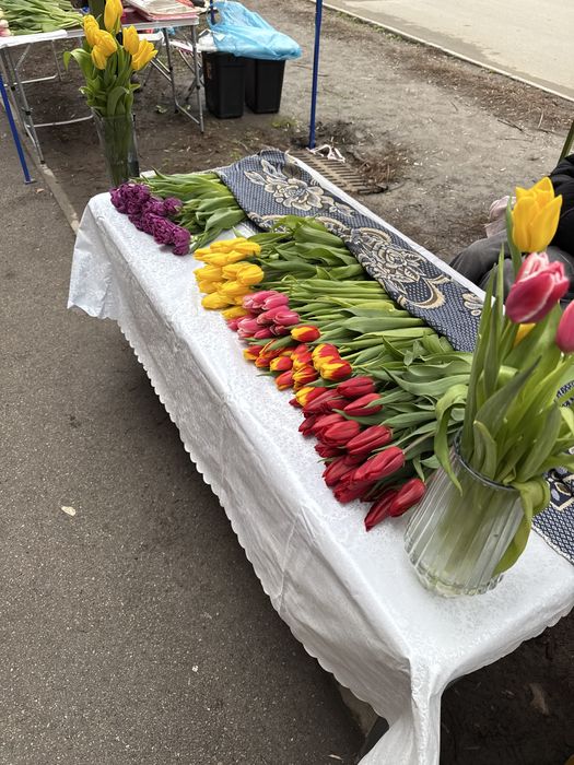 Тюльпаны классика и пионовидные