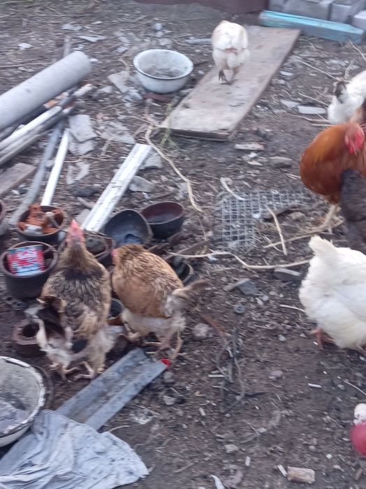 Куры домашние продам.