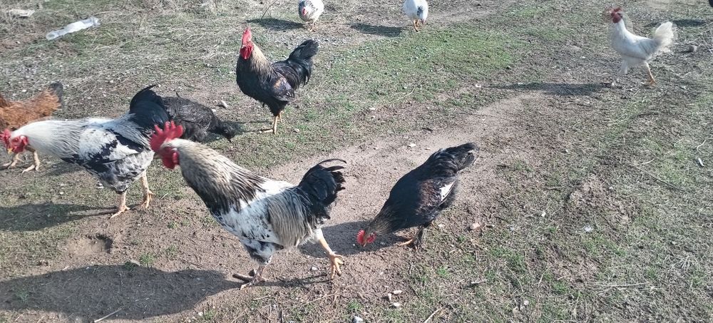 Қораздар сатылады