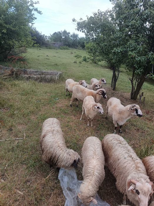 Vând 13  oi Turcane .