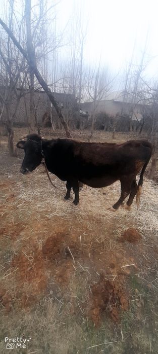 Sigir sotladi bugoz 7 oylik