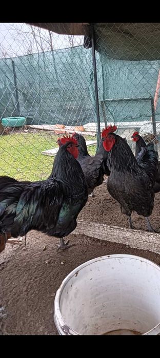 Vând cocos australorp Pitești