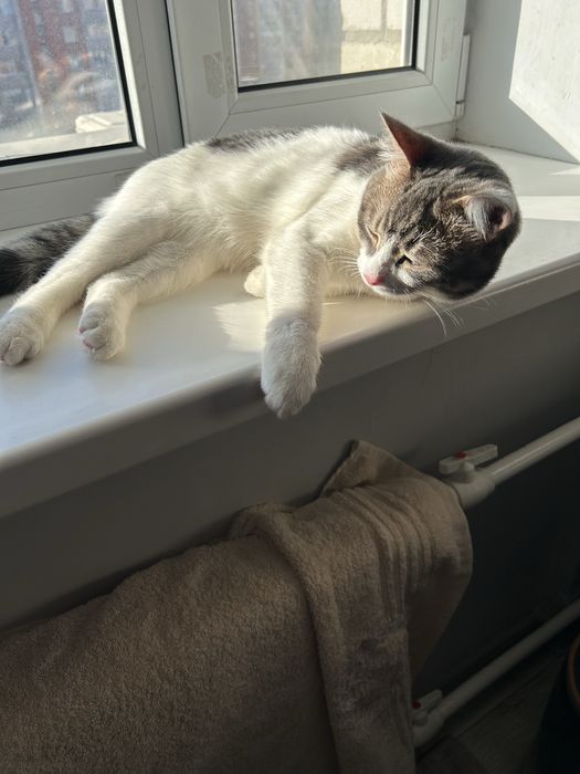 Отдам котенка в добрые руки