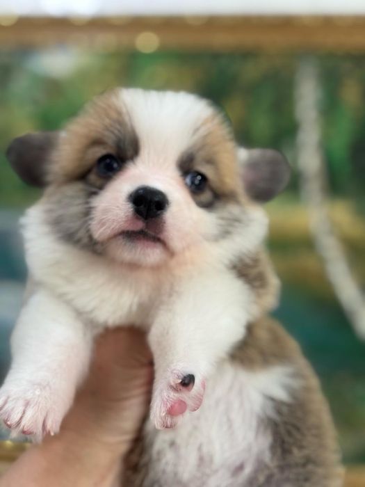 Шикарные малыши вельш корги документы фци