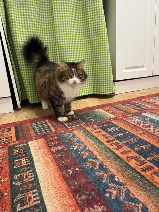 Кошка добрая ожидает потомство приблудилась