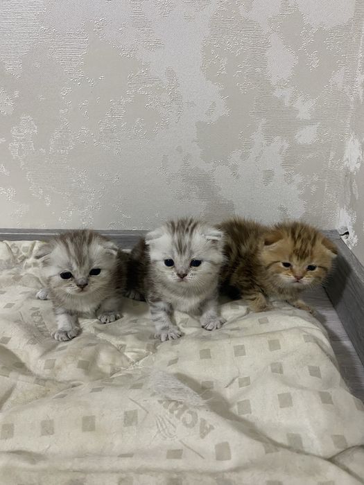 В продаже шикарные котята