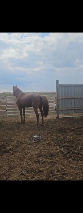 Айғыр  сатылады. Жорға