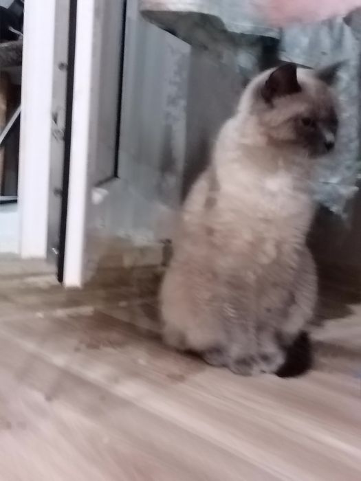 Кошечка в добрые руки