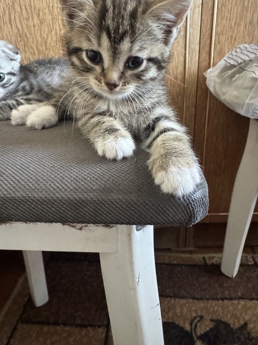 Отдам шотландского котена