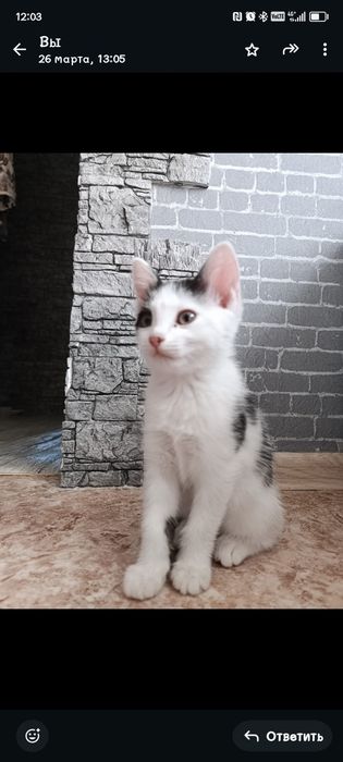 Отдам котят в хорошии руки