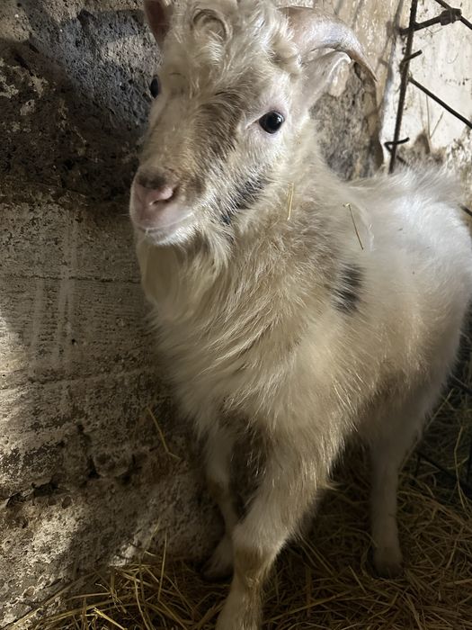 Продаются козы зааненские