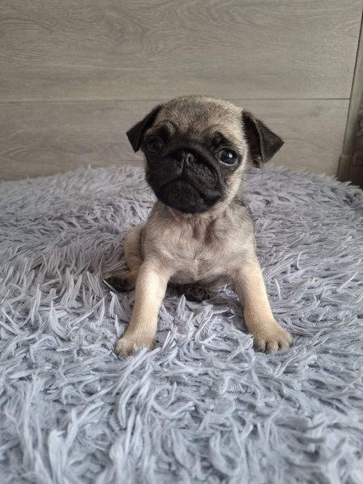 Продаю  щенков  мопсят