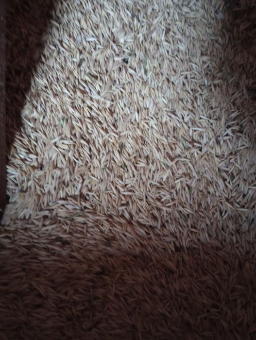 Vând ovăz producție 2025