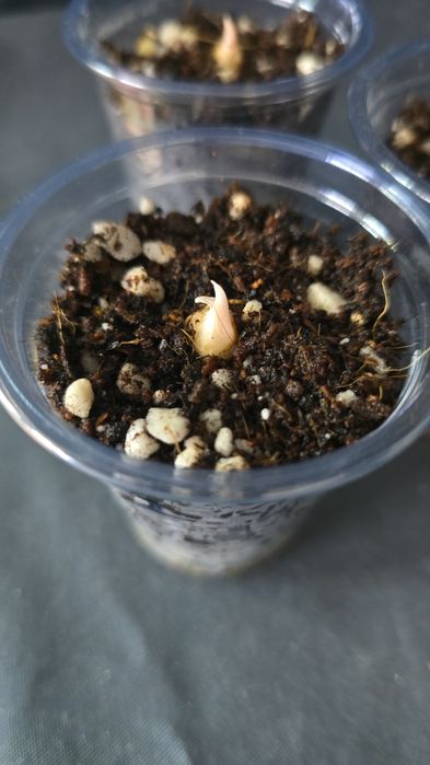 Алоказия "Веном"